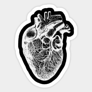 Anatomical Human Heart Illustration Cardiologist Sticker